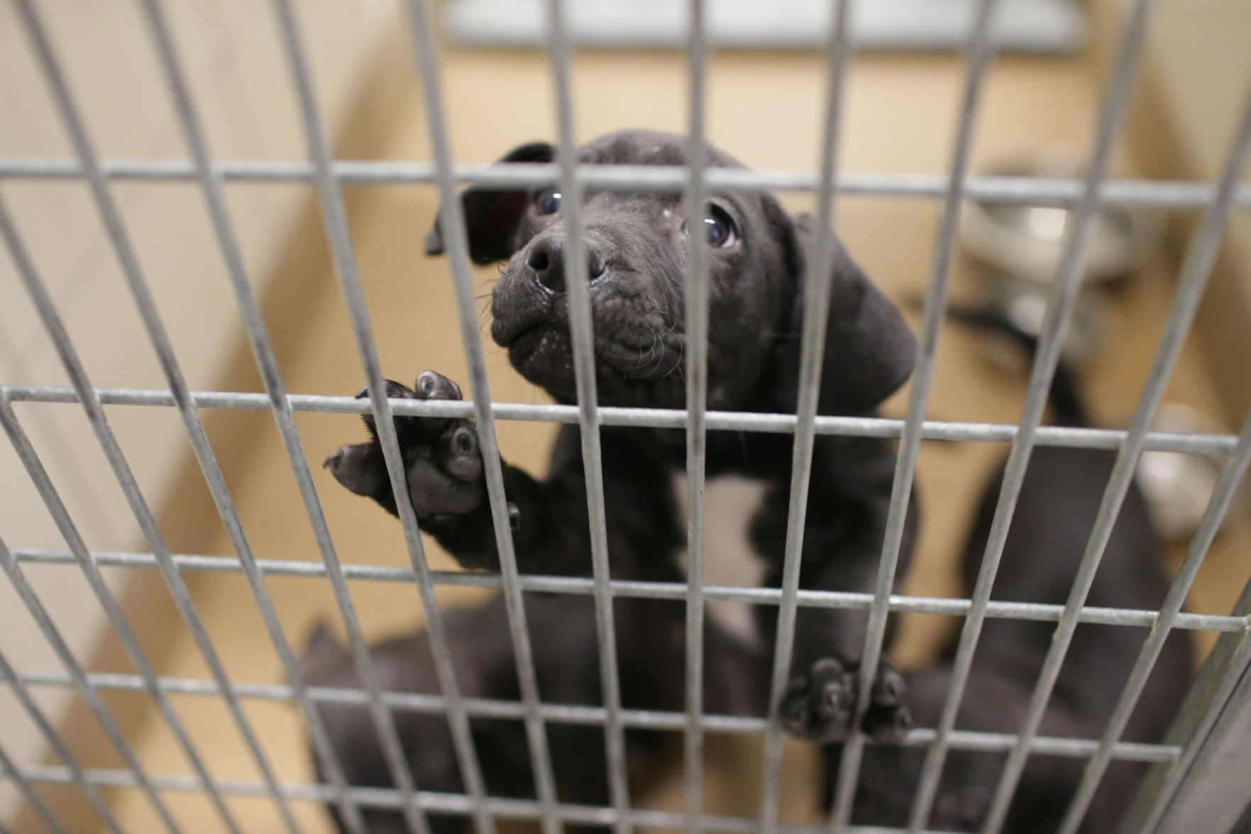animal shelter